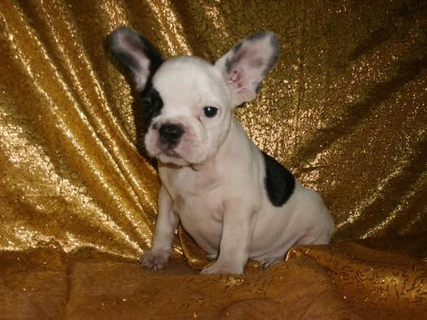 BULLDOG FRANCES, perros, cachorros, criadero, venta.