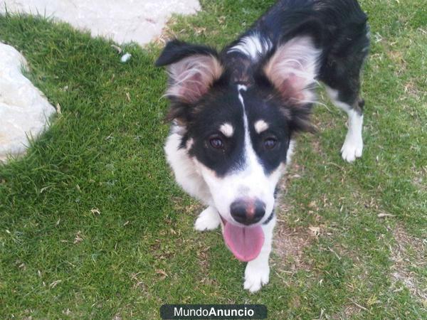 CACHORRA BORDER COLLIE