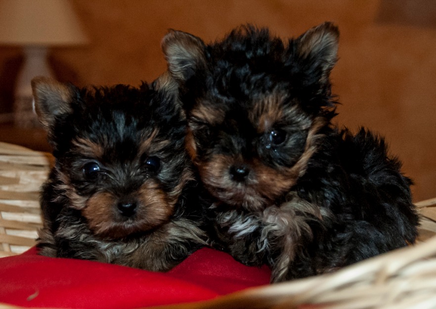 Cachorritos de Yorkshire