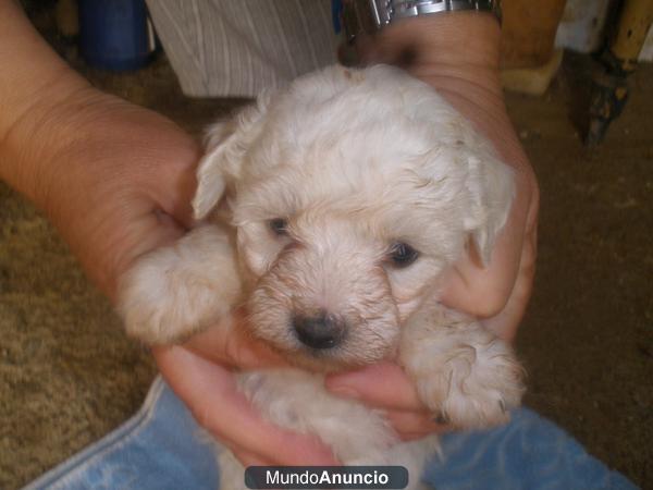 cachorros de caniche toy blancos