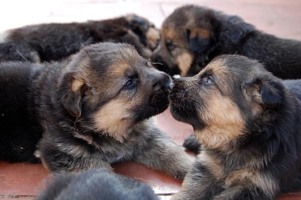 CACHORROS PASTOR ALEMAN CON PEDIGREE