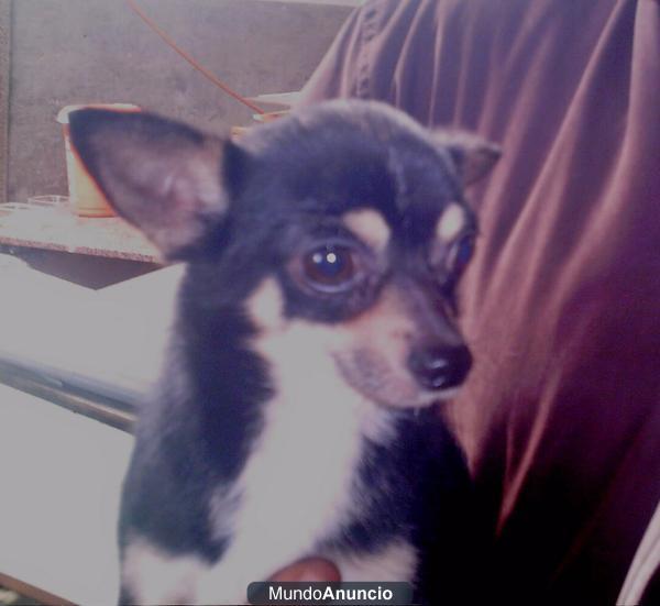 Chihuahua busca novia