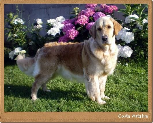 Golden Retriever. Ch Charola Mississippi y Blondy , camada para Julio