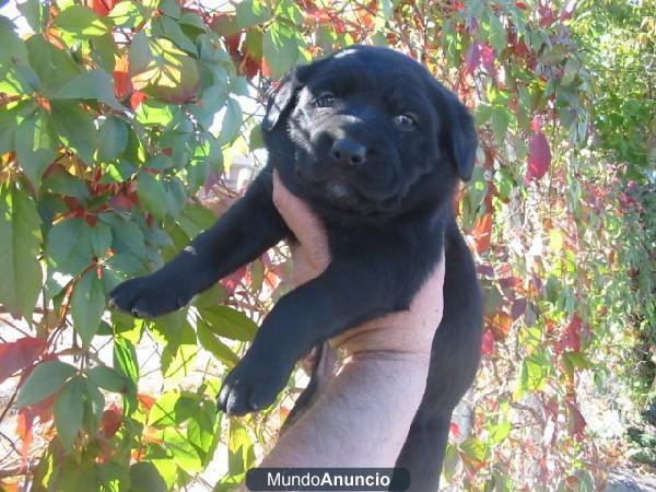 Maravillosos cachorros de Labrador color negro