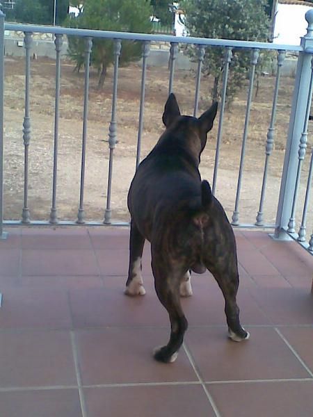 Monta Bull Terrier