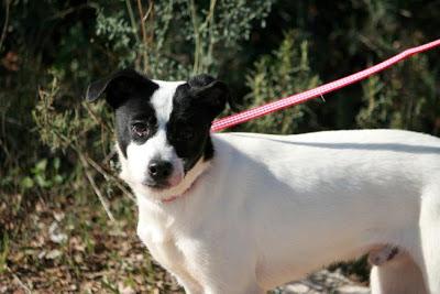 Nanet, perrito mix de bodeguero