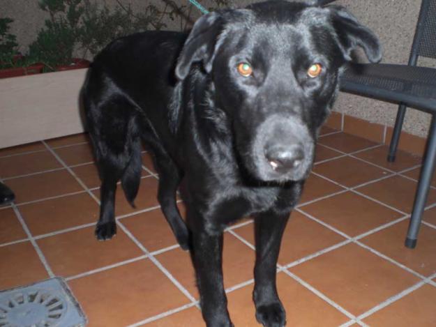 PERRITA MESTIZA DE LABRADOR EN ADOPCION-MURCIA‏