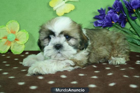 Preciosos Shih_tzu economicos