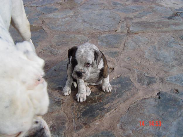 REGALO CACHORROS