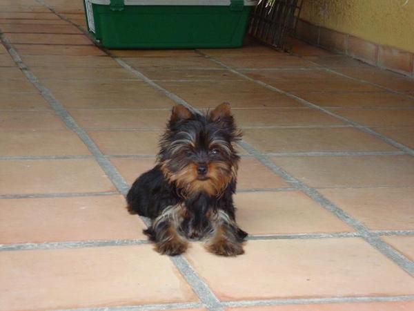 yorkshire terrier,tamaño,muy pequeño,linea coramonte,