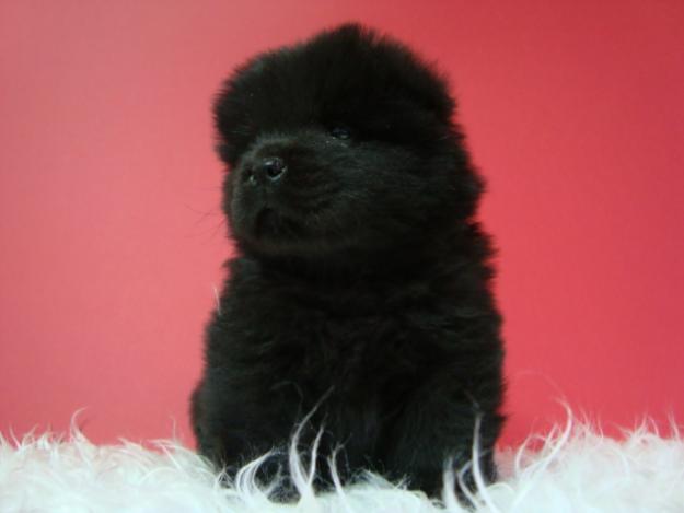 CHOW CHOW COLOR NEGRO EJEMPLARES DE CALIDAD