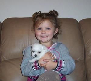 Coton de Tulear cachorros