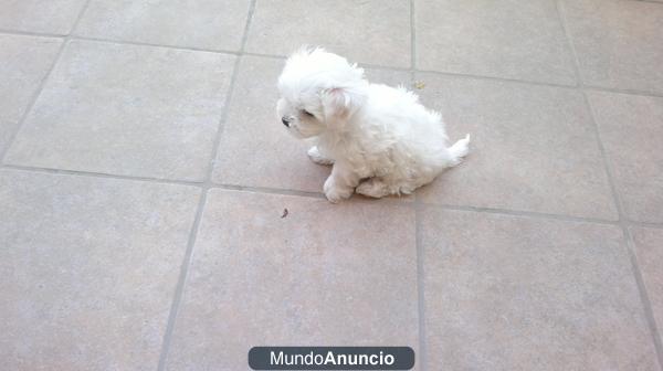 hembra bichon maltes linea americana