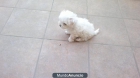 hembra bichon maltes linea americana - mejor precio | unprecio.es