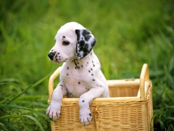 Hermoso Dálmata 2 machos y 1 cachorros femeninos