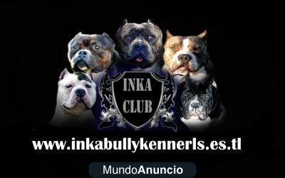 cachorros bullys en venta