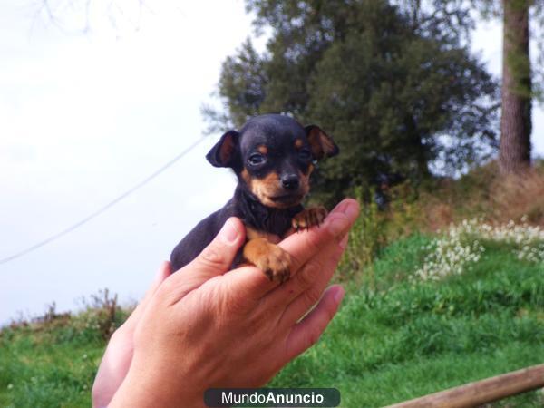 Camada pinscher mini 300 €