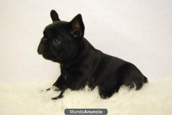 Criamos bulldog frances, excelentes perritos de primera calidad,