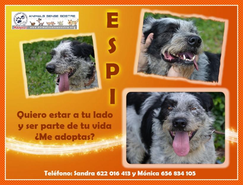 Espi busca un hogar. adoptalo