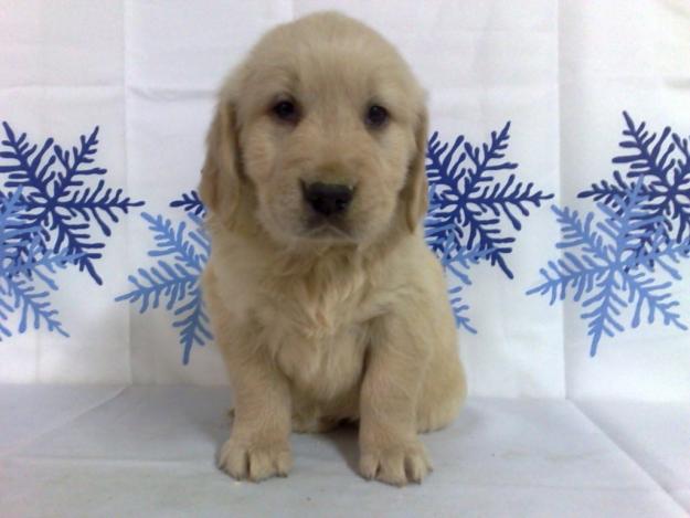 GOLDEN RETRIEVER EXCELENTE CAMADA DE DOS MESES DE EDAD