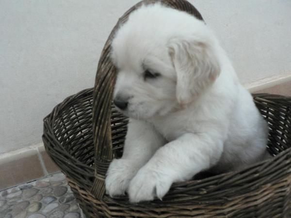 Golden retriever, ultimo cachorro.