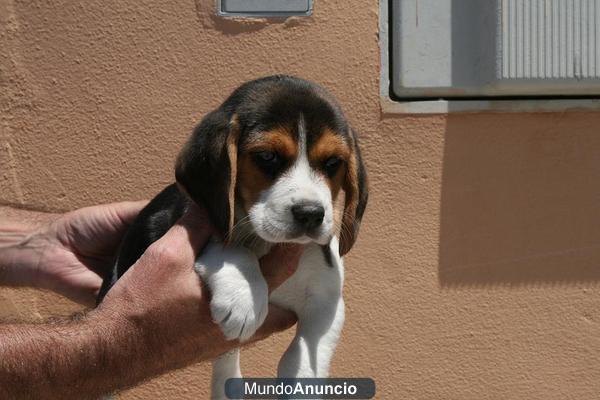 Impresionante camadita de beagle