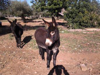 Pareja de burros catalanes enanos, el más pequeño de cataluña