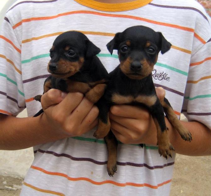 Pinschers miniatura cachorros con pedigri !