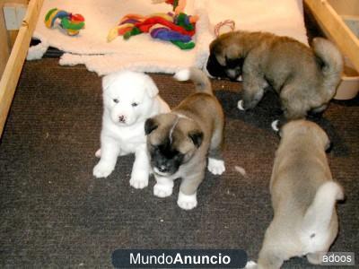 preciosa akita inu cachorros