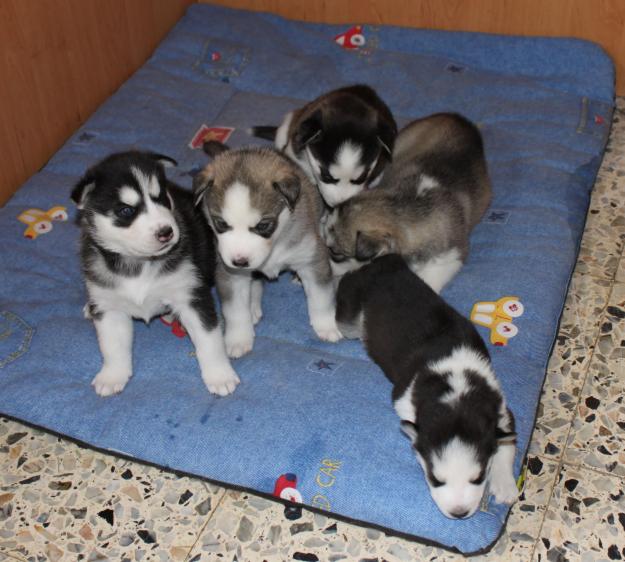 Se venden cachorritos de husky siberiano