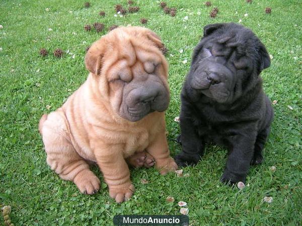 Shar-pei cachorros para su adopcion