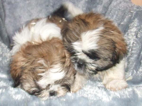 SHIH TZU NACIONAL EN PIERA, BARCELONA 375