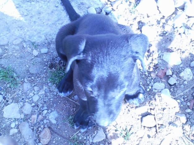 URGE 5 DIAS PARA  ENCONTRAR ACOGIDA / ADOPCION