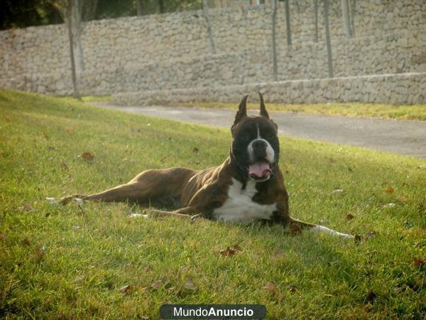 boxer hembra y macho