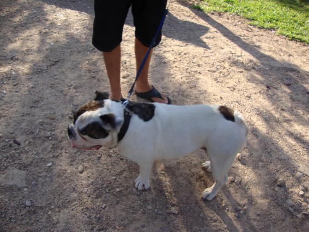 BULLDOG INGLES MACHO DISPONIBLE PARA MONTA EN BADAJOZ