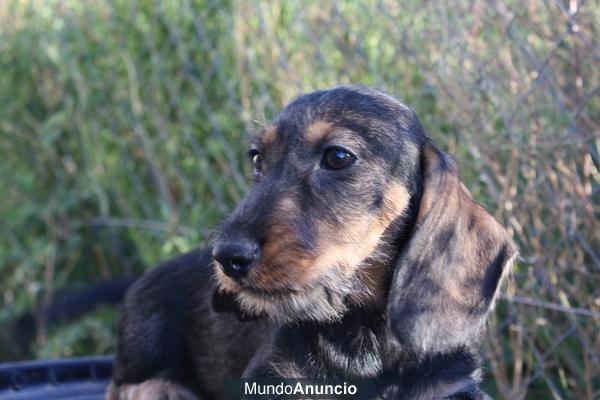 cachorros teckel pelo duro