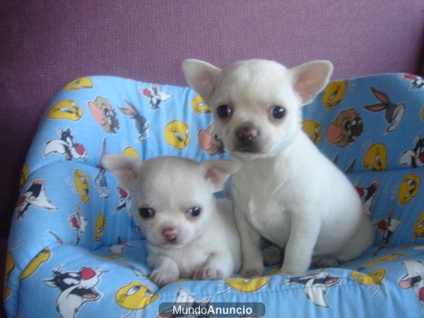 miniaturas de chihuahuas blancos