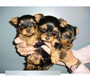 3 cachorros de Yorkie en Navidad