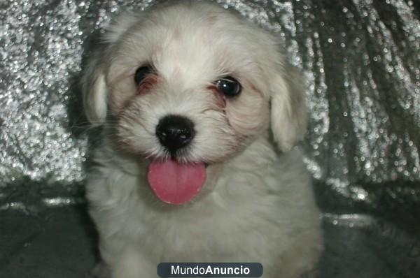 BICHON MALTES –GARANTIA AQUANATURA- perros, cachorros, criadero, venta.