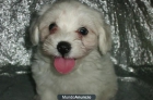 BICHON MALTES –GARANTIA AQUANATURA- perros, cachorros, criadero, venta. - mejor precio | unprecio.es