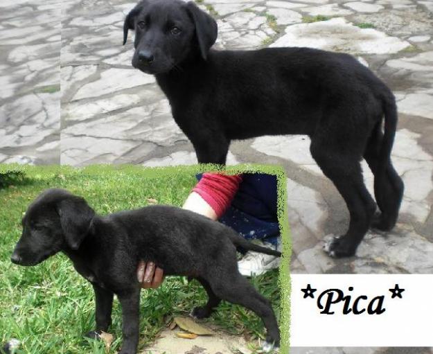 Cachorro cruce Galgo en adopcion