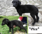 Cachorro cruce Galgo en adopcion - mejor precio | unprecio.es