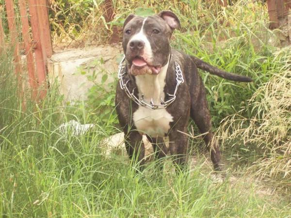 cachorro de american staffor de 7 meses