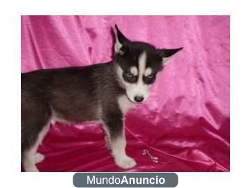 INCREIBLES CACHORRITOS HUSKY SIBERIANO