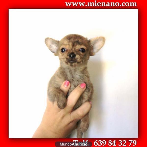 MIRA QUE CACHORROS DE CHIHUAHUA TOY, SOLO VENDEMOS CACHORROS DE CALIDAD  PH