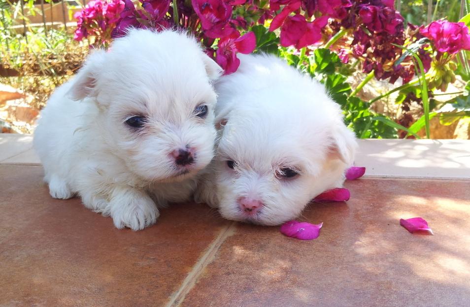 Preciosos Cachorros de Bichon Maltes, Calidad y Garantia