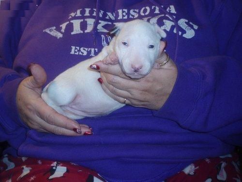 pura raza  bull terrier de 10 messe  con chip y vacunas,muy cariñoso y bueno