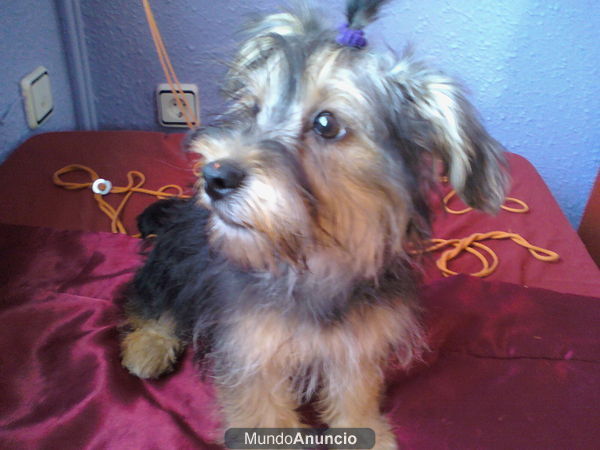 Se vende Yorki