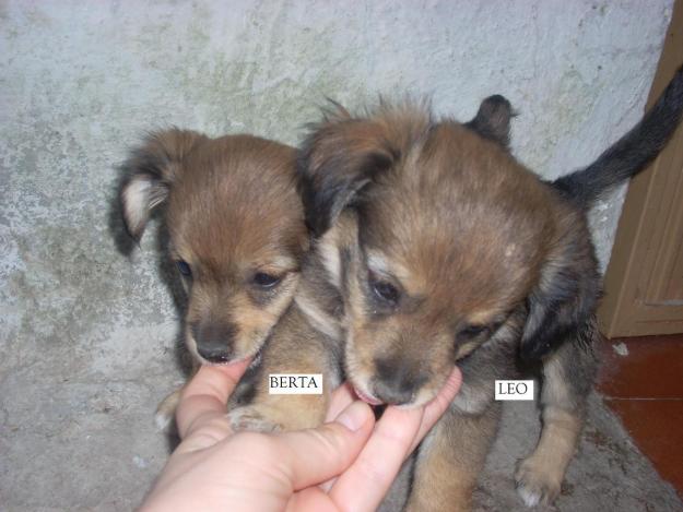 Unos cachorrines muy marchosos