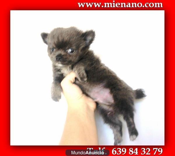 VENTA DE CHIHUAHUAS MINI, ENVIOS CONTRA REEMBOLSO  yq